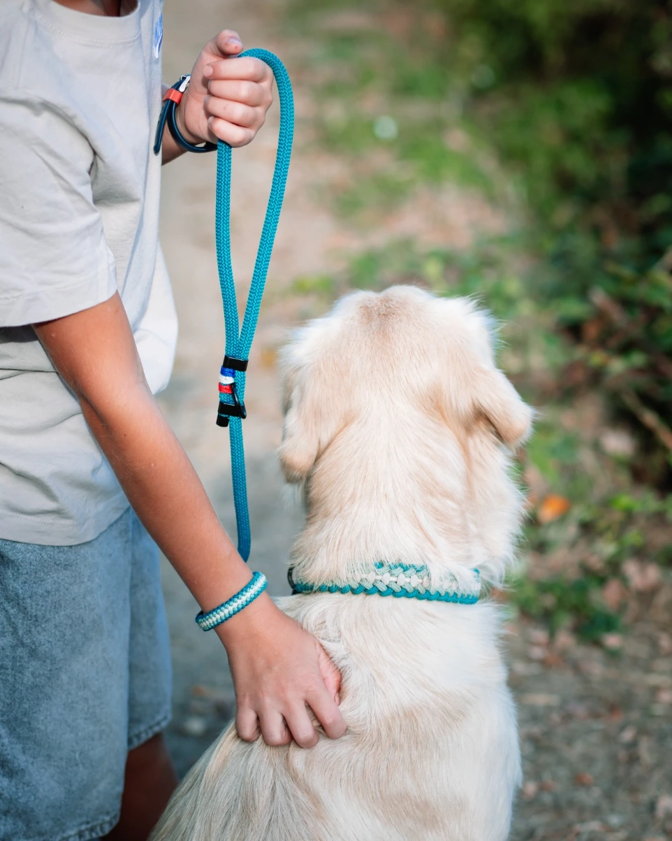 collier et laisse pour chien