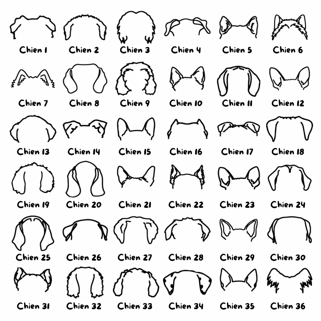 Oreilles 1.webp